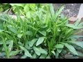 How To Dry Herbs