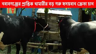 প্রান্তিক খামারীর ৪০ মণ ওজনের ২টা বড় গরু | হৃদয়বান ক্রেতা চান | Biggest cow