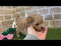 犬の家イオン浜松西店　【ハーフ犬（タイニープードル×マルチーズ）】　【no.124062 】