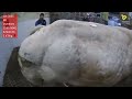 ballamart 13 07 2024 an super egrade belgian blue bull weighing 1185kg @ €2 930