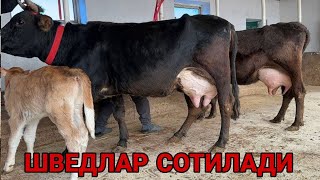 АРЗОНЧИ АКАДАН ЧУНТАГБОБ ШВЕД СИВАТЛИ АРЗОН НАРХЛАРДА СОТИЛАДИ SOTILADIGON SIGIRLAR 9 марта 2025 г