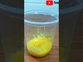 es jagung viral. Jagung enak banget dijadikan es #makanan #susu asam #ytchannel #cokelat #minuman