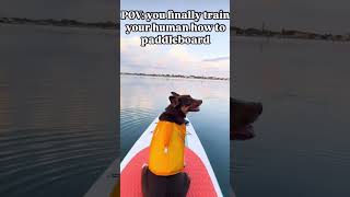 How to train you human to paddle board 🏄🏻‍♀️🐕 #paddleboards #adventure #dog #sup #suppup #florida