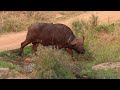 lions squabble 🦁 very cute elephant calf 🐘