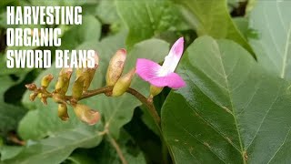 Harvesting Organic Jack Bean/Sword beans