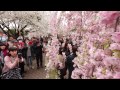 造幣局「桜の通り抜け」始まる