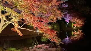 紅葉ライトアップ in 京都府立植物園