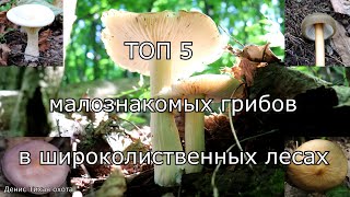 ТОП 5 малознакомых съедобных и условно-съедобных грибов в широколиственных лесах