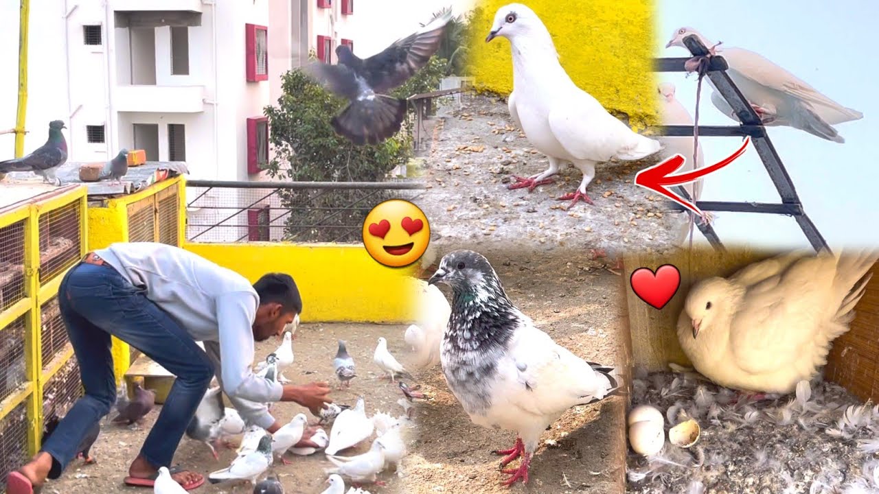 2 Kabootar Pakda Ek Sathёяшн Youtube