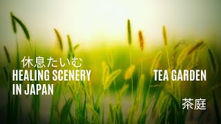 [茶庭さんぽ] 清々しい茶庭の草木