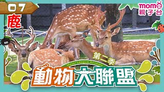 EP07【鹿】Deer🦌｜天性膽小卻又充滿好奇｜完整版｜動物知識｜昆蟲介紹｜寫實紀錄｜生態環境｜《動物大聯盟第2季》｜momokids親子台