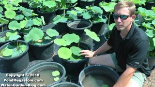 Lotus fertilizing, water garden lotus, Nelumbo, Pond lotus flowers.