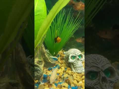 Platy fish stressed or sick?! Platy fish stressed or sick?!
