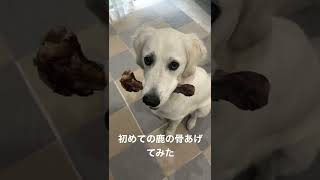 鹿の骨あげてみたら…