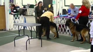 Champion Class UKC Conformation