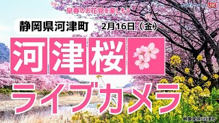 河津桜ライブカメラ／「静岡県河津町」ライブカメラより　2024年2月16日(金)