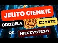 Jelito Cienkie - czyli oddzielanie czystego od nieczystego. Funkcja, anatomia, diagnostyka.