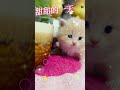 http www.mingshingcat.com 特寵業繁字第a170486號 名賞貓舍 奶油小步舞曲弟弟