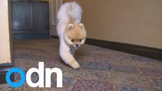 Incredible little dog Jiff breaks two world records walking on two paws