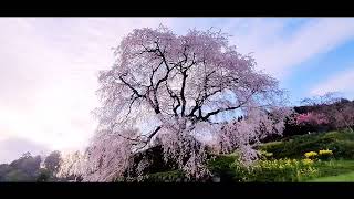 奈良県の有名な「又兵衛桜」撮って来ました(*^^*)