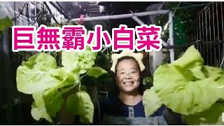 如何種出巨無霸的小白菜?