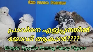 പ്രാവിനെ എളുപ്പത്തിൽ ജോഡി ആകാൻ || How To Pair Pigeons ||Pravu valarthal ||Our Dream Factory