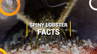 SPINY LOBSTERS FACTS