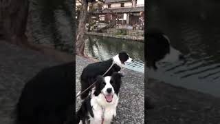 ボーダーコリー　ハリー社長　秘書候補生　リンジー　美観地区　お散歩#dog #ボーダーコリー