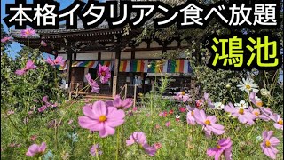 濃厚チーズ香る食べ放題と般若寺コスモス【奈良 鴻池】