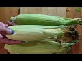 corn farming in tamil 🌽🌾 . மக்காசோளம் சாகுபடி சில குறிப்புகள். தீவன பயிர். tamil farming