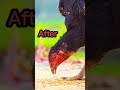 lakha aseel murga🐓before and after old is gold viral aseel shorts birds