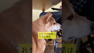 老人ホームの癒し犬がついやり過ぎちゃう事とは？  #shorts #豆柴 #dog #柴犬