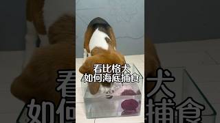 看比格犬如何海底捕食 #pets #funny #letmetellyouwhathappen #萌宠