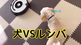 ルンバをはじめて見た犬