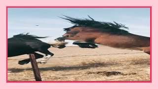 Funny horses, show of strength, try not to laugh it's really the most powerful funny horse video