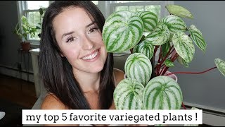 My Top 5 Favorite Variegated Plants! | \u0026 Care Tips!