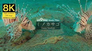 【8K 水中映像】ミノカサゴ / Luna lionfish / Pterois lunulata