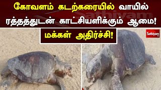 கோவளம் கடற்கரையில் இறந்து கிடந்த ஆமை