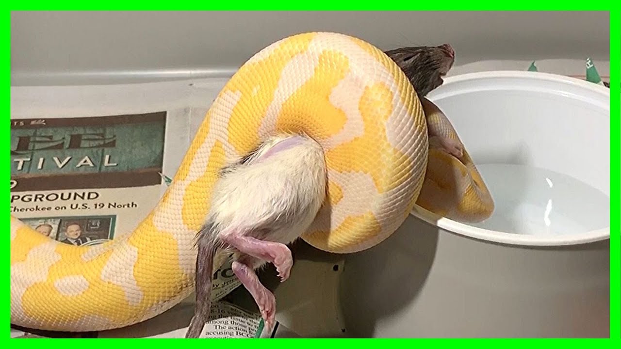 Ball Python Feeding - YouTube