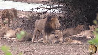 Nkaya Pan Male Lion Totally In Control Of Nsemani Lion Pride