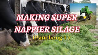 HOW TO MAKE SILAGE USING SUPER NAPPIER (panchong )& ADDING MORE ENERGY SOURCE FOR MILK PRODUCTION