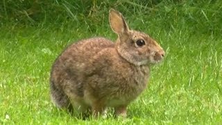 Wild Rabbits Bunnies in the Park  Nature Photography