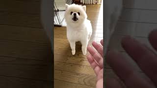 リンゴをキャッチできるポメラニアン【49日目】Apple Catch Challenge Pomeranian [Day 49]