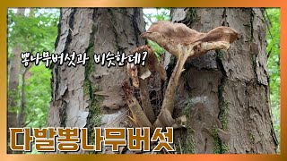 뽕나무버섯보다 크기만 큽니다! 다발뽕나무버섯 CUT (백형우 야생버섯도감 mushroom)