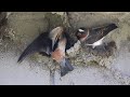 cliff swallow petrochelidon pyrrhonota 3 interesting facts