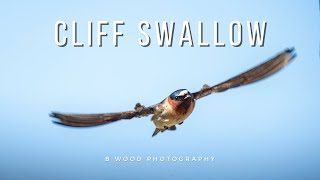 Cliff Swallow (Petrochelidon pyrrhonota) | 3 Interesting Facts