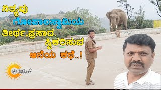 The story of an elephant who receives Gopalaswamy's prasadam daily.! ದೇವರ ಪ್ರಸಾದ ಸ್ವೀಕರಿಸುವ ಆನೆಯ ಕಥೆ