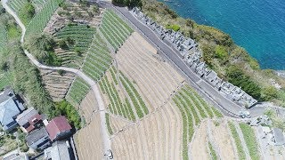 えひめ空中散歩　遊子水荷浦地区の段畑・愛媛新聞