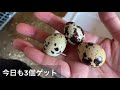 quail life 22生後１週間から10日