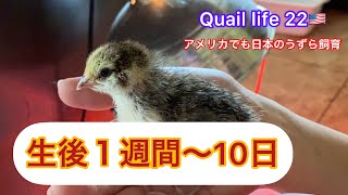 Quail life 22生後１週間から10日